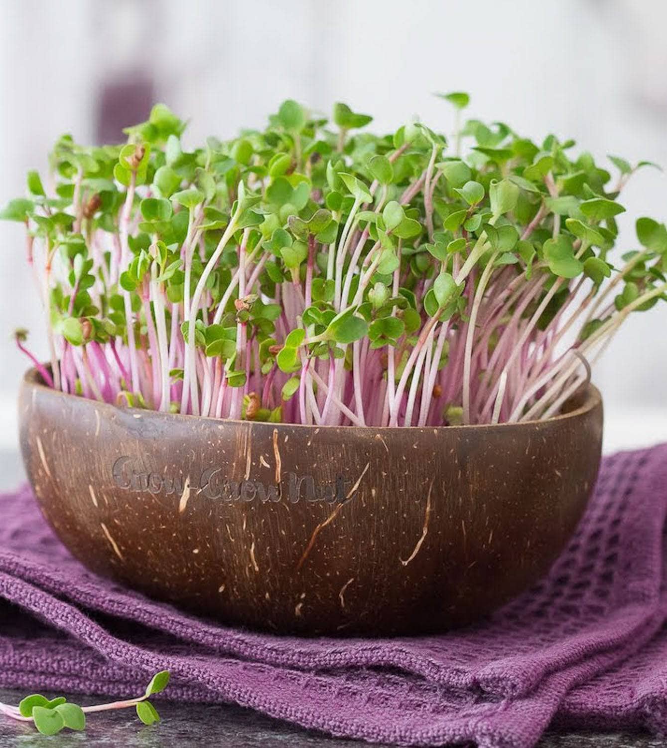 Starter Set: Microgreens selber anbauen